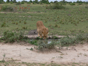 Afrika Löwe